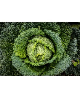 Comer a tu favor: cómo alinear tu alimentación con tu reloj biológico
